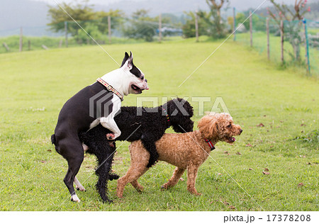 わんこズ わんこズ 17378208