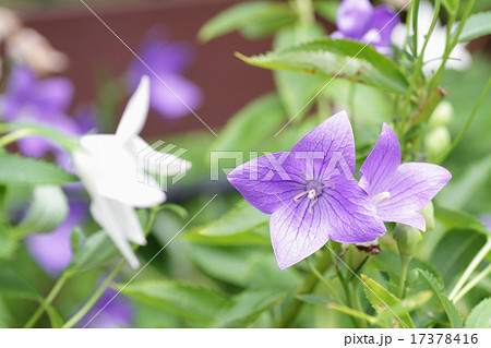 キキョウの花 17378416