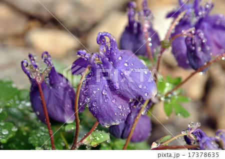 水滴の附いたミヤマオダマキ 17378635