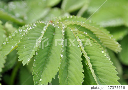 水玉の煌く葉っぱ 17378636