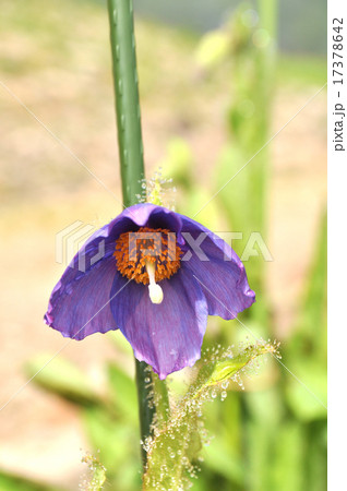 濃い紫色のケシ 濃い紫色のケシ 17378642