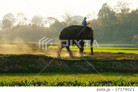 People ride elephant on path at countryside People ride elephant on path at countryside 17379021
