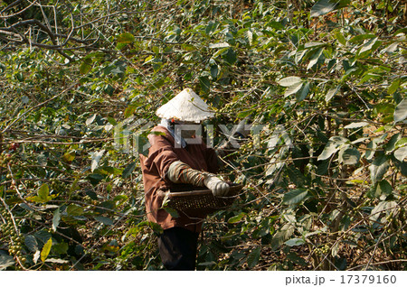 Farmer harvesting coffee grain 17379160
