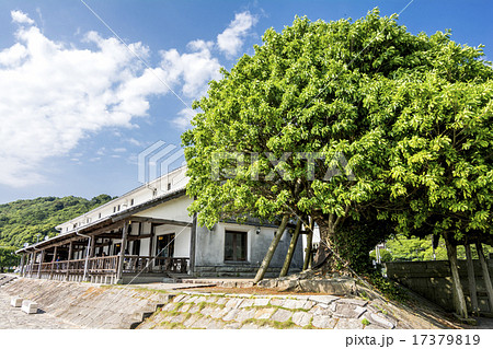 三角西港の旧三角海運倉庫とアコウの木 三角西港の旧三角海運倉庫とアコウの木 17379819