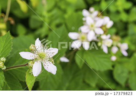 緑の中のブラックベリーの花 緑の中のブラックベリーの花 17379823
