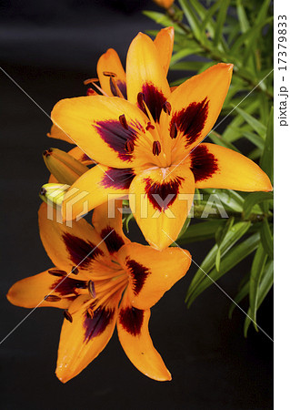 黒バックのオレンジのスカシユリの花 黒バックのオレンジのスカシユリの花 17379833