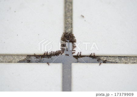 アリ アリ 17379909