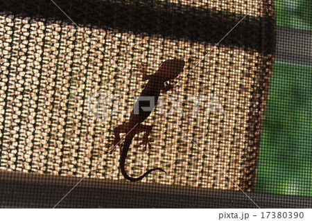 ヤモリ ヤモリ 17380390
