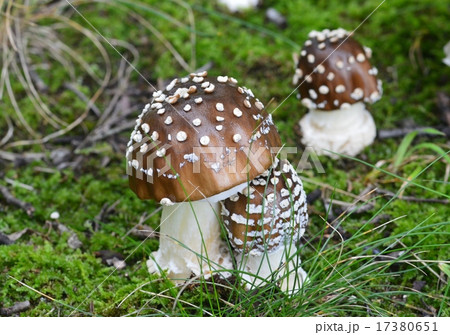 テングタケ 17380651