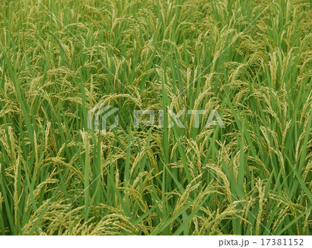 稲穂 17381152