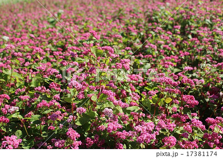 ソバの花 17381174