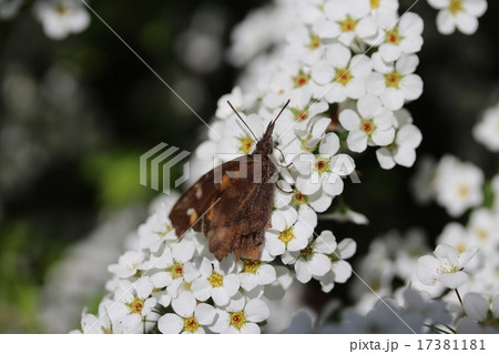 テングチョウとユキヤナギ テングチョウとユキヤナギ 17381181