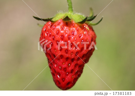 イチゴのアップ 17381183