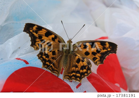 キタテハ キタテハ 17381191