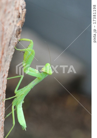 ハラビロカマキリの幼虫 17381198