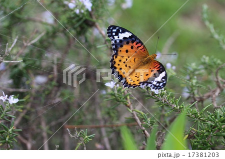 ツマグロヒョウモンのメス 17381203