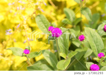 センニチコウの花 17381293