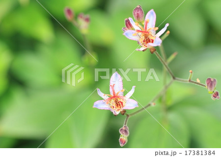 ホトトギスの花 ホトトギスの花 17381384