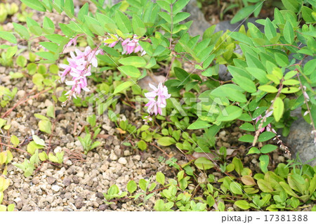 ニワフジの花 ニワフジの花 17381388