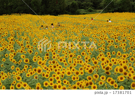 ひまわり畑 17381701