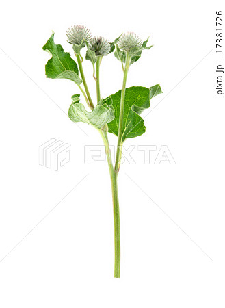 plant thistle 17381726