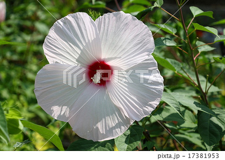 タイタンビカス ~巨神~ タイタンビカス ~巨神~ 17381953