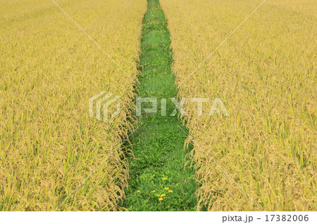 北海道　中富良野町　稲穂と畦道 17382006