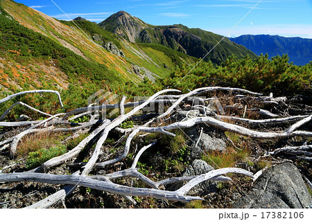 双六岳中腹の枯れハイマツと鷲羽岳 双六岳中腹の枯れハイマツと鷲羽岳 17382106