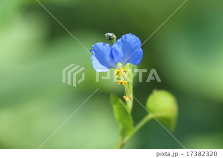 季節の花　つゆ草 17382320