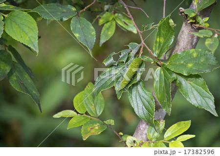 オオムラサキの幼虫 オオムラサキの幼虫 17382596