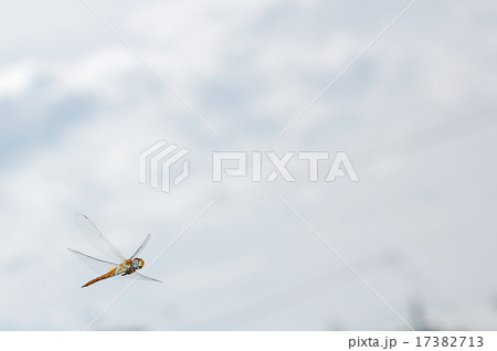 ウスバキトンボの飛翔　曇天 17382713