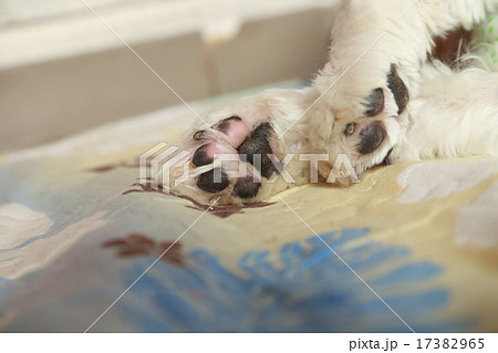 肉球 肉球 17382965