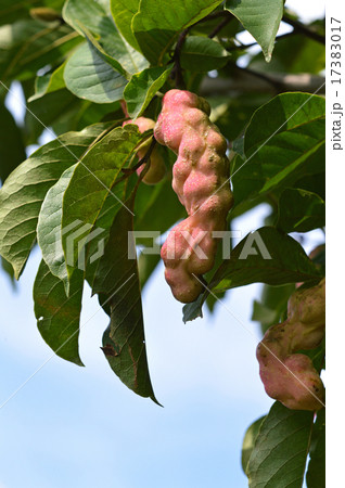 コブシ（辛夷）の実 17383017