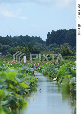 伊豆沼はすまつりのボートの道 17383188