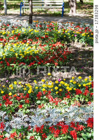 flowerbed with dianthus flower and cineraria plant flowerbed with dianthus flower and cineraria plant 17383298