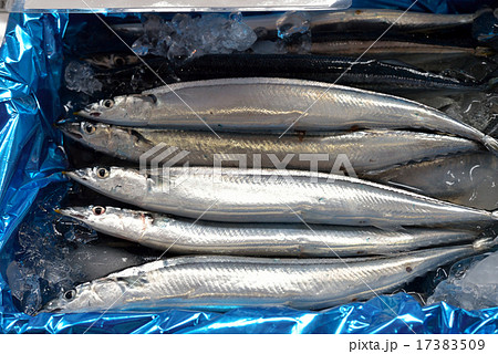 釧路の秋刀魚 釧路の秋刀魚 17383509