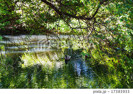 ducks in small forest pond in summer ducks in small forest pond in summer 17383933