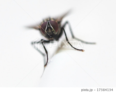 front view of fly close up on white front view of fly close up on white 17384134