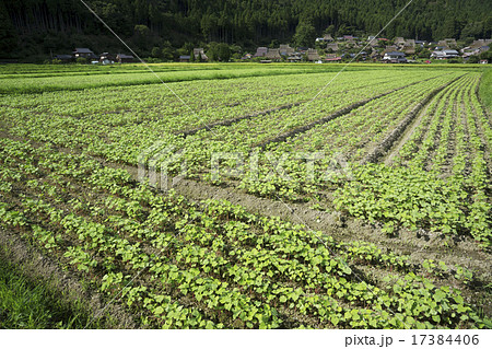 かやぶきの里　点景　大豆畑 17384406