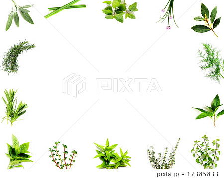 料理やお茶に利用される身近なハーブのイラスト素材
