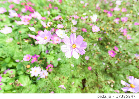 コスモス コスモス 17385847