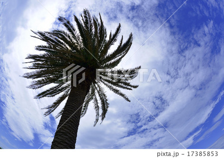 青空 17385853