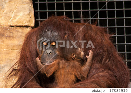 オランウータンの母子 17385936