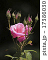 黒い背景に浮かぶバラの花 17386030