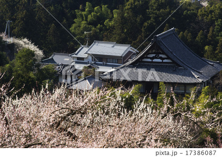 賀名生梅林春景　 17386087