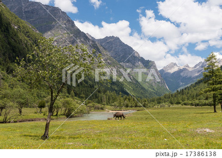 四姑娘山　木螺子 17386138