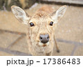鹿のアップ 17386483