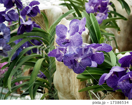 南国の花 紫 の写真素材