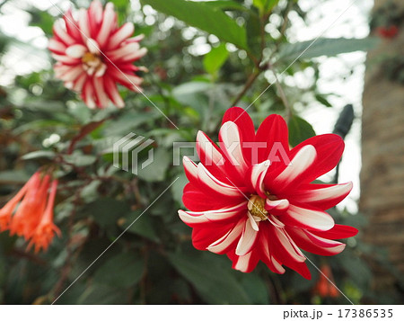 南国の花 赤白 の写真素材