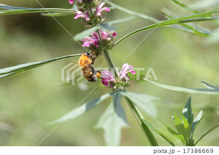 メハジキと蜂 17386669